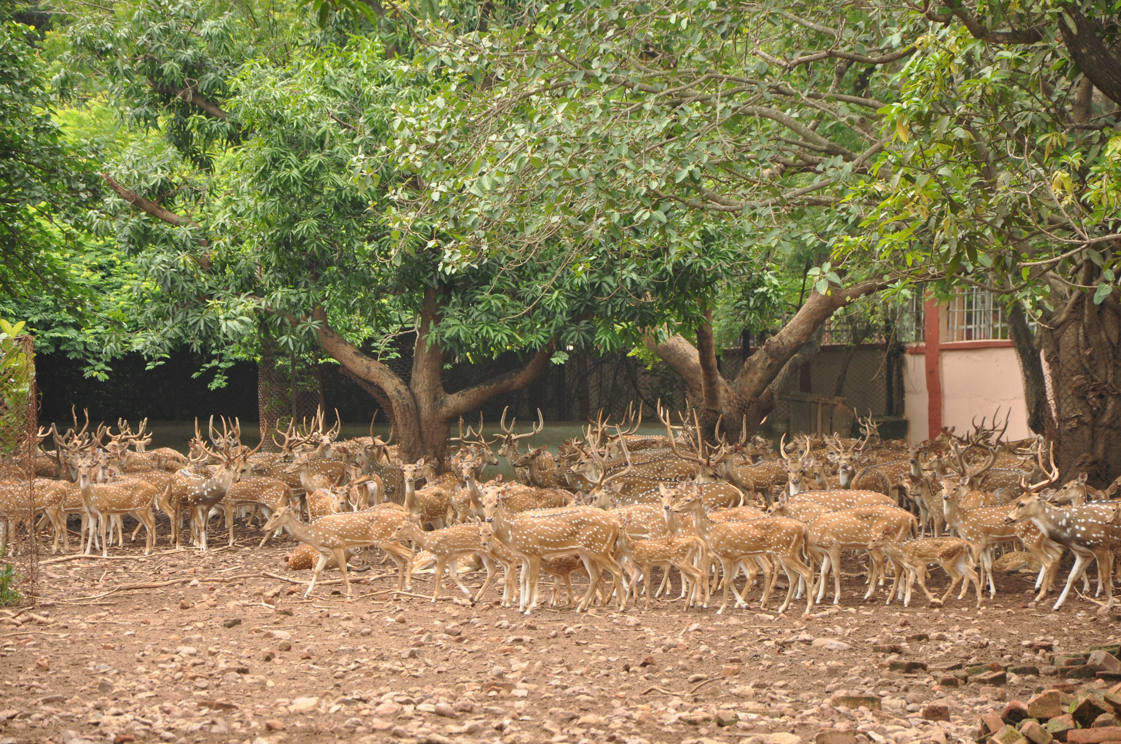 Deer Park